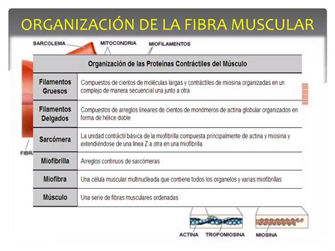 Metabolismo Del Musculo En Reposo Y Durante El Ejercicio Ppt