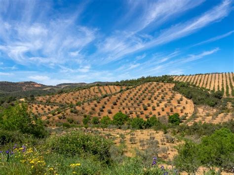 Premium Photo Olive Tree Cultivation In The Alfandega Da Fe Area Portugal