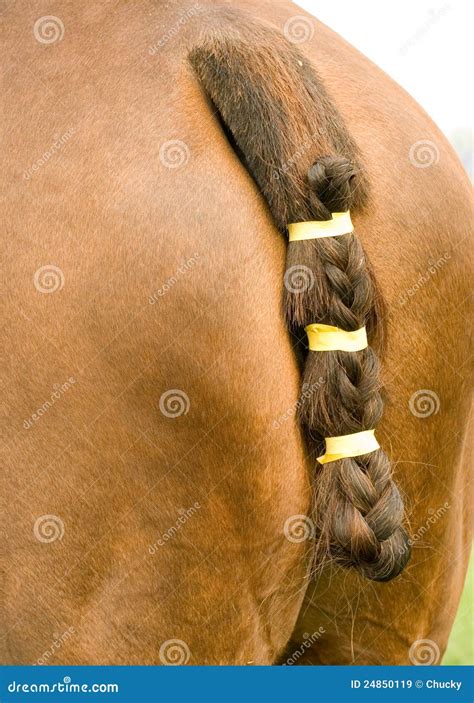 Horse's Tail Royalty Free Stock Images - Image: 24850119