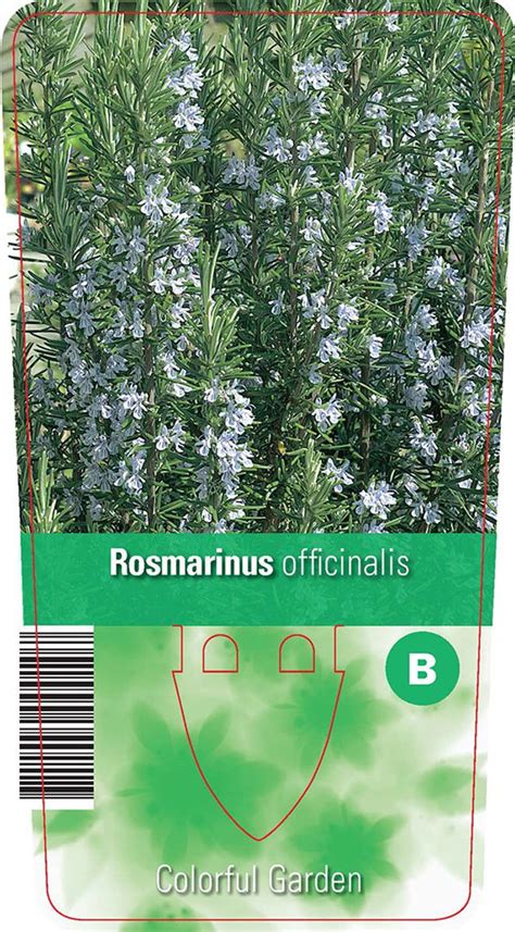 Rosmarinus officinalis — Plant Wholesale FlorAccess