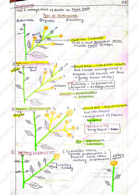 SOLUTION Morphology Of Flowering Plants Notes Class 11 Studypool