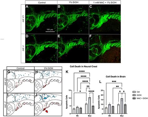 Frontiers Loss Of Nicotinamide Nucleotide Transhydrogenase Sensitizes