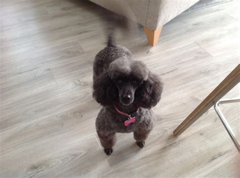 12 Reviews Of Canine Care Centre Dog Trainer In Lincoln Lincolnshire