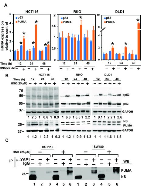 Hnk Downregulates And Induces The Puma Yap Interaction In The