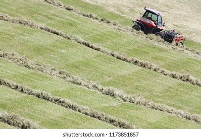 Swather Windrower Rows Cut Hay Windrow Stock Photo 1173851857 | Shutterstock