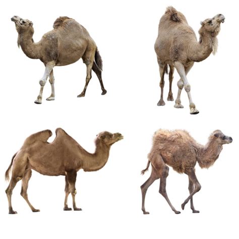 Types of Camels (with photos) - Factopolis