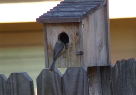 Nestwatch Checking Out The Nestbox Nestwatch