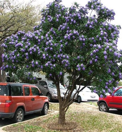 13 Beautiful Trees With Blue Flowers Balcony Garden Web