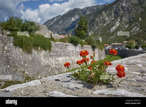 Venzone Italy August 2019 Close Up Of Some Flowers In The Medieval