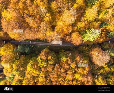 Fall Forest Landscape With Rural Road View From Above Colorful Nature