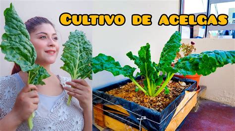 Como Cultivar Acelga En Casa Proceso Completo Youtube