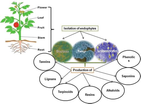 2 Prominent Endophytes And Possible Natural Compound Groups Produced By