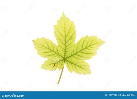 Sycamore Leaf Stock Photo Image Of Leaf Structure Fall 11377216