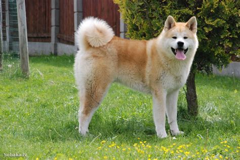 Akita Dog Breed Information and Pictures - All About Dogs