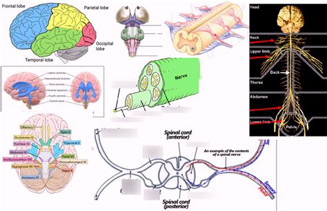 diagram  nervous system spinal cord segments brain nerves quizlet