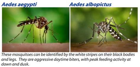 Doh Downplaying The Chikungunya Outbreak In Marinduque Marinduque Rising