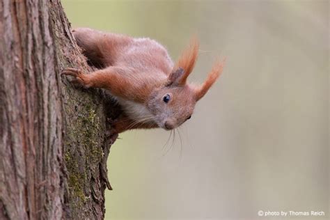 Image, Stock Photo Red Squirrel habitat in Germany | Thomas Reich ...