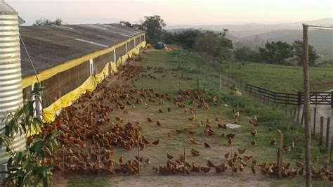 Como Montar Um Galinheiro Para Galinhas Caipiras No Es B Sica