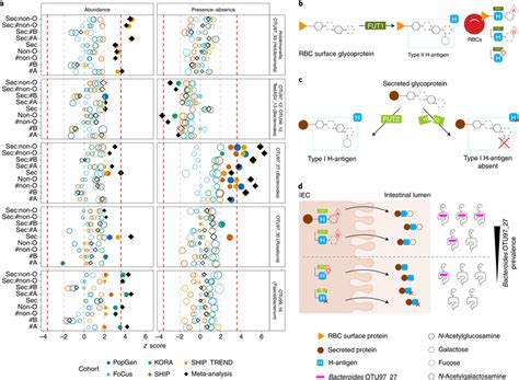 Abo Histo Blood Groups Show Connection To Gut Microbial Features A