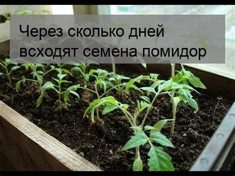 Через сколько дней всходят семена помидор - YouTube