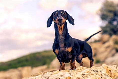 Découvrez les 10 races de chiens qui vivent le plus longtemps Animal ch