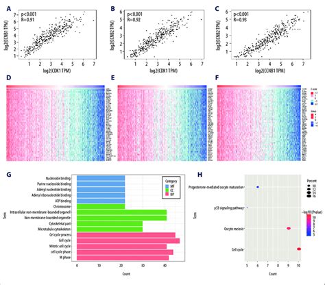 A The Correlation Between Cdk And Ccnb In Hcc B The Correlation