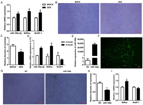 Genes Free Full Text Microrna 106a 5p Inhibited C2c12 Myogenesis