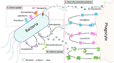 Microbial Iron Acquisition And Host Iron Retention Systems A Bacteria