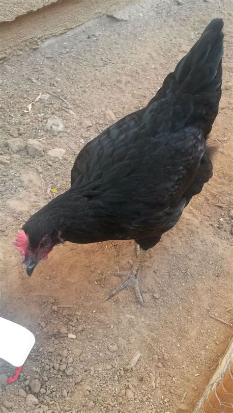 Black Sex Link Hen Or Rooster Backyard Chickens Learn How To Raise Chickens