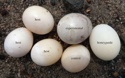 A Brood Parasite Selects For Its Own Egg Traits Biology Letters