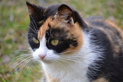 Gato Tricolor De La Suerte Foto Gratis En Pixabay Pixabay