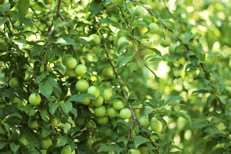 Garden Fruit Tree Leaves Unripe Plum Berries Wallpapers Hd