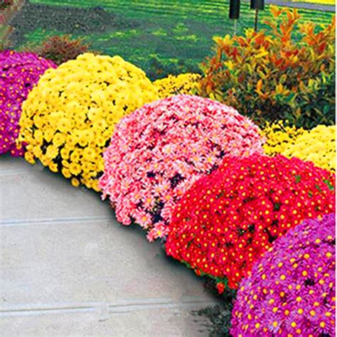 Chrysanthemum Seeds, Ground-Cover Plants, 100pcs/pack – GreenSeedGarden