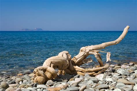 Driftwood Spiritual Meaning Symbolism And Powers