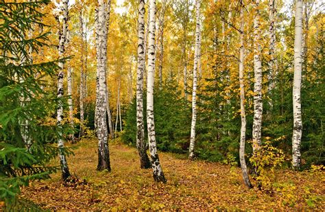 Autumn Trees Birch Rare Gallery Hd Wallpapers