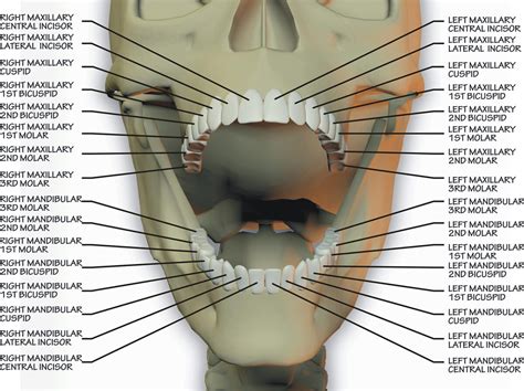 Sterling Smiles Azle Difference Between Maxillary And Mandibular Molars