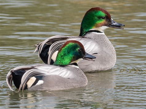 Falcated Duck Audubon Field Guide