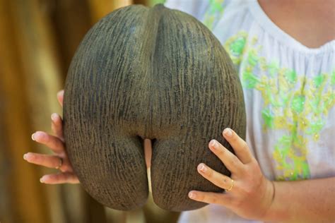 The Biggest Seeds In The World The Coco De Mer Palm Native To The