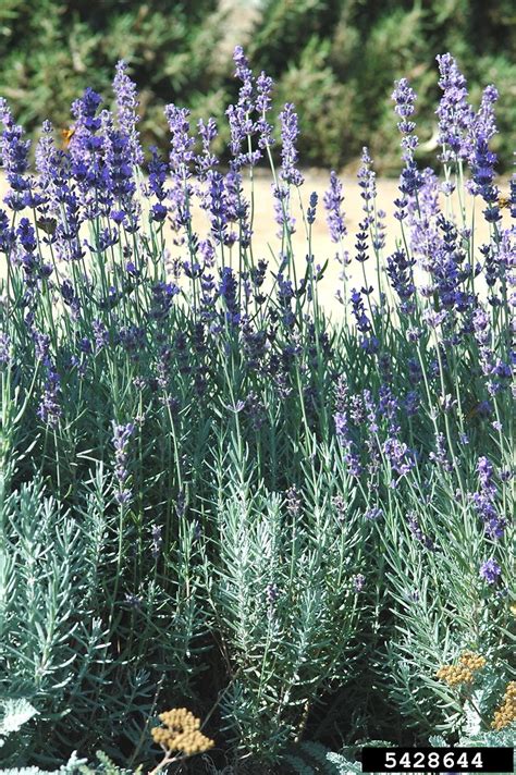 Lavandula Angustifolia Plant