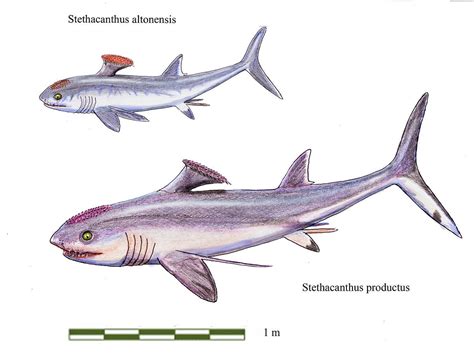 Stethacanthus, the shark with a weird dorsal fin : r/Naturewasmetal