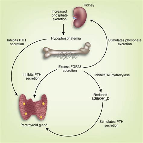 Fgf Signaling In The Parathyroid Cell Fgf Can Bind To The