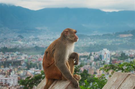 Photo of Sitting and Hugging Monkeys · Free Stock Photo