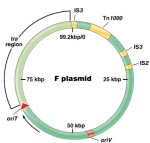 Plasmid: Properties, Types, Replication and Organization