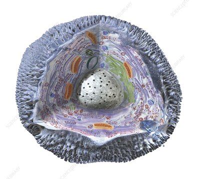 Human cell structure showing cytoplasm - Stock Image - C019/8439 - Science Photo Library