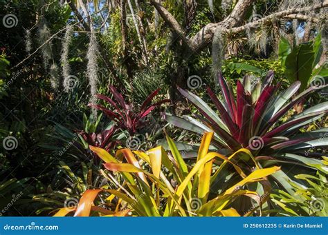 Bromeliad Garden With Spanish Moss Handing From Tree Stock Image Image Of Plant Sunlight