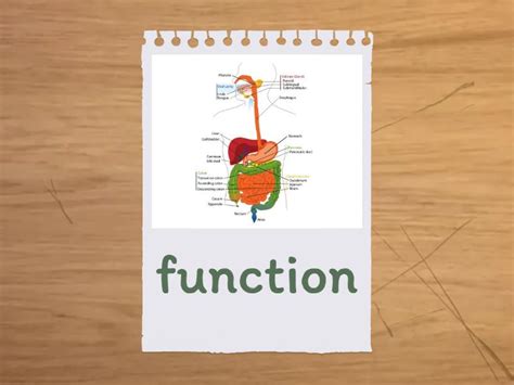 Digestive System Flash Cards