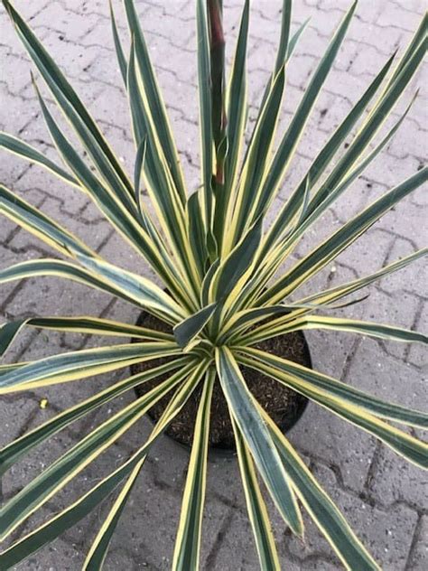 Palmlelie Yucca Filamentosa Bright Edge Florabomen