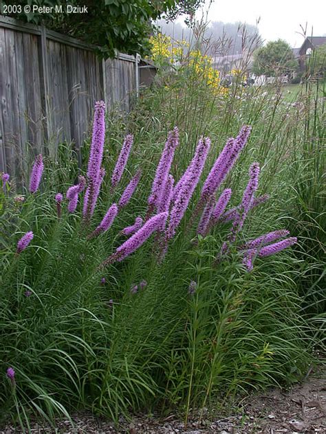 Liatris Pycnostachya Prairie Blazing Star Minnesota Wildflowers