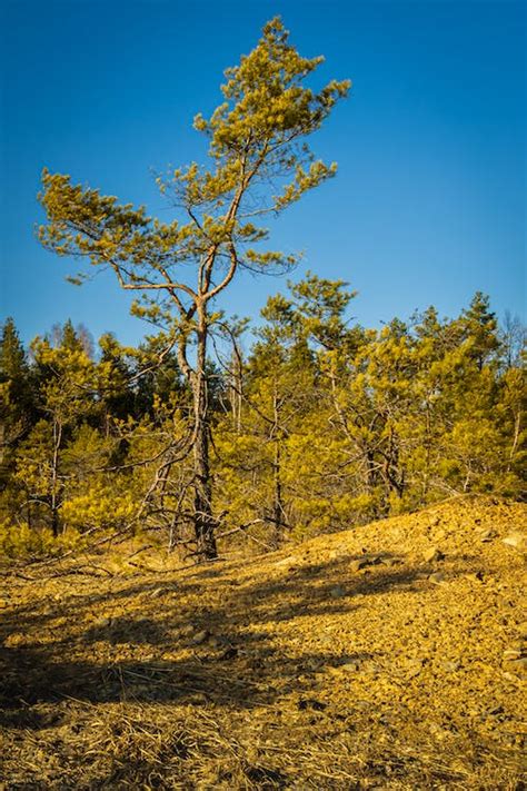 Clear Sky over Trees · Free Stock Photo