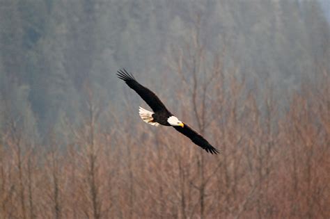 Best Time To See Skagit Valley Bald Eagles